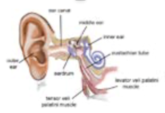 Diagram of the ear showing the Eustachian tube