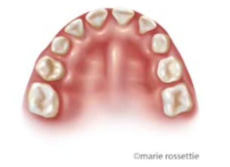 Illustration of a baby’s first teeth