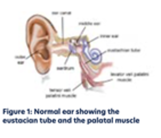 Diagram of the ear showing the Eustachian tube and the palatal muscle
