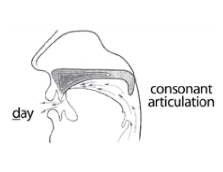 Diagram of the soft palate closing for consonant sounds