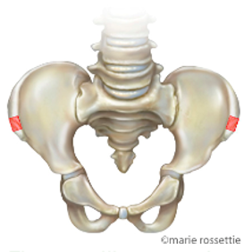 Illustration of the hip bone