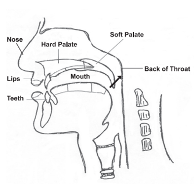 Diagram of the mouth, nose, and throat showing the soft palate